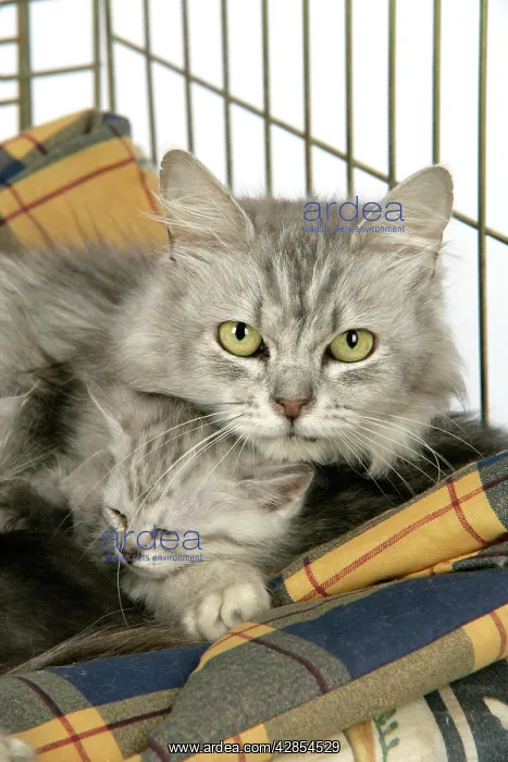 : Cat. Tiffanie cat. Mother lying in cage with kitten : Cat. Tiffanie cat. Mother lying in cage with kitten