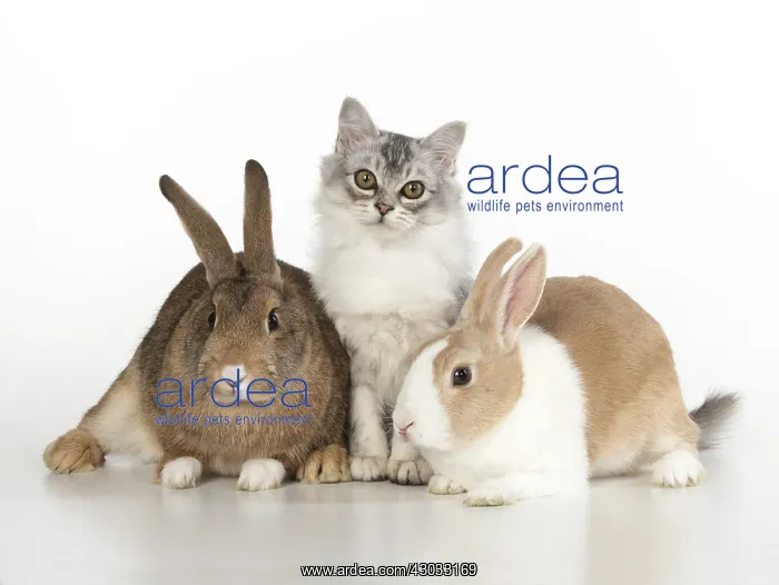  : CAT. Tiffanie cat with rabbits, studio