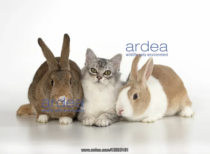  : CAT. Tiffanie cat with rabbits, studio