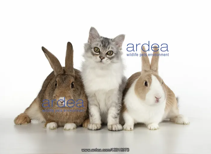  : CAT. Tiffanie cat with rabbits, studio