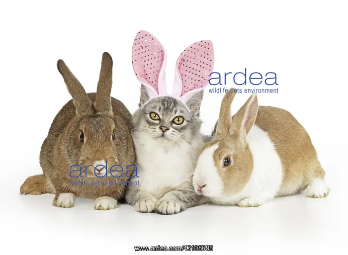  : CAT. Tiffanie cat wearing Rabbit  /  bunny ears