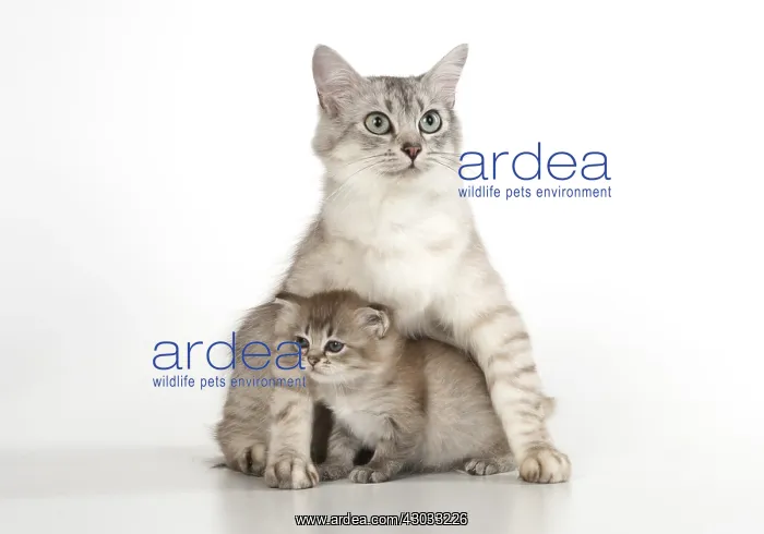  : CAT. Tiffanie ( choc silver ) with 6 week old kitten