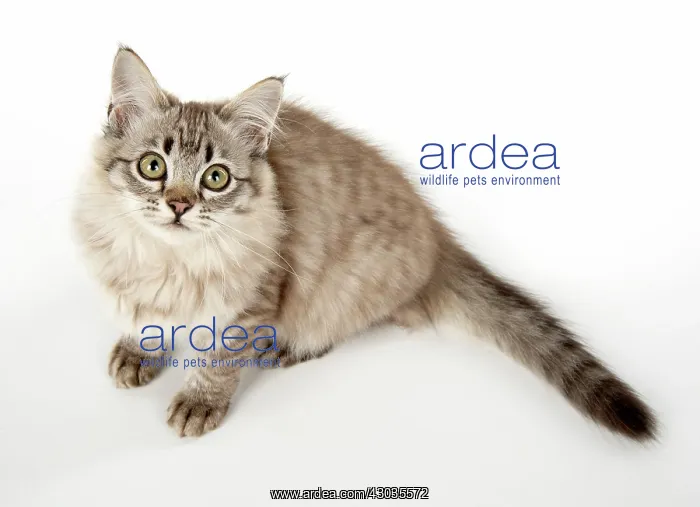  : CAT. Tiffanie, Chocolate Macerel Tabby