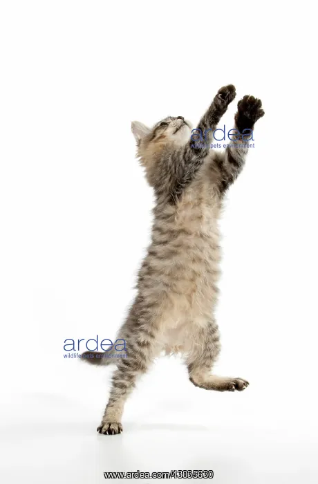  : CAT. Tiffanie, Chocolate Macerel Tabby