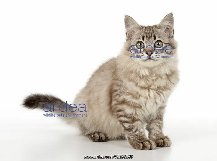  : CAT. Tiffanie, Chocolate Macerel Tabby