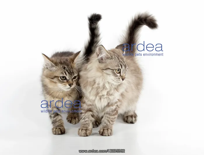 : CAT. Tiffanie, Chocolate Macerel Tabby & Black : CAT. Tiffanie, Chocolate Macerel Tabby & Black