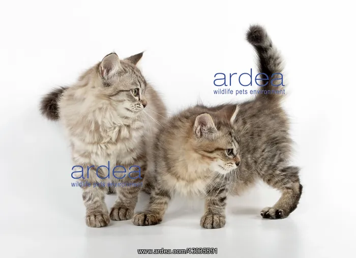 : CAT. Tiffanie, Chocolate Macerel Tabby & Black : CAT. Tiffanie, Chocolate Macerel Tabby & Black