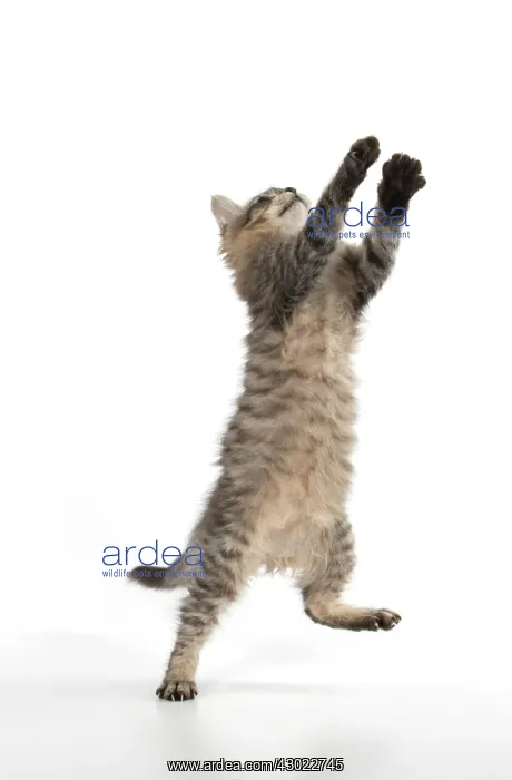  : Cat Tiffanie, Chocolate Mackerel Tabby