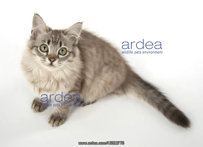  : Cat Tiffanie, Chocolate Mackerel Tabby