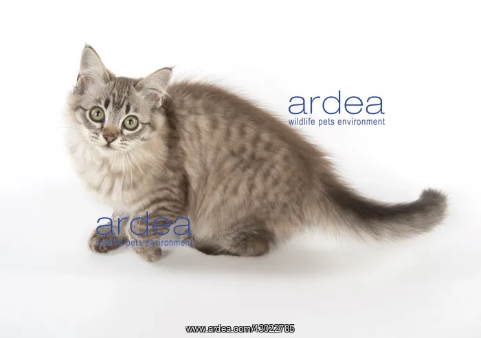  : Cat Tiffanie, Chocolate Mackerel Tabby