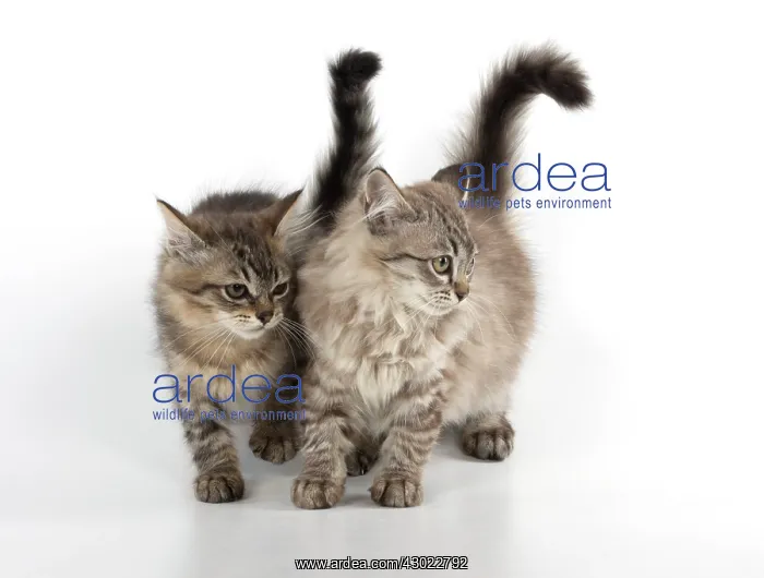 : Cat Tiffanie, Chocolate Mackerel Tabby and Black Mackerel Tabby : Cat Tiffanie, Chocolate Mackerel Tabby and Black Mackerel Tabby