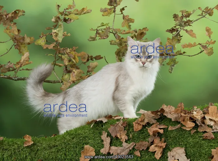  : Cat Tiffanie, Chocolate Silver, in autumn setting