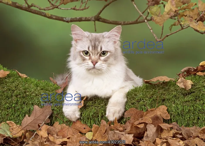  : Cat Tiffanie, Chocolate Silver, in autumn setting