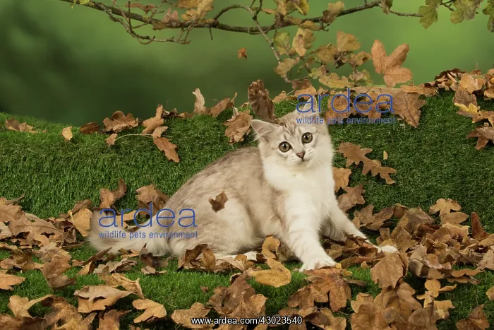 : Cat Tiffanie, Chocolate Silver playing with autumn leaves : Cat Tiffanie, Chocolate Silver playing with autumn leaves