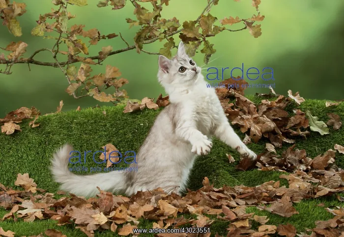 : Cat Tiffanie, Chocolate Silver playing with autumn leaves : Cat Tiffanie, Chocolate Silver playing with autumn leaves