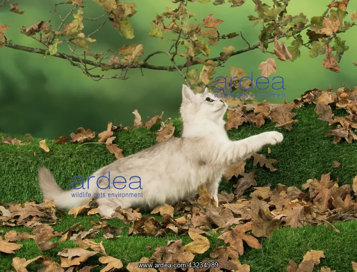 : Cat Tiffanie, Chocolate Silver playing with autumn leaves : Cat Tiffanie, Chocolate Silver playing with autumn leaves