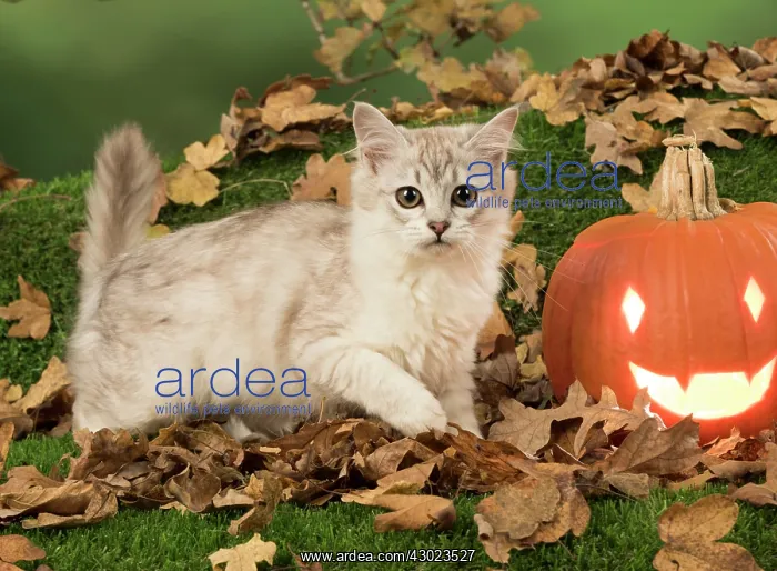  : Cat Tiffanie, Chocolate Silver, with Pumpkins