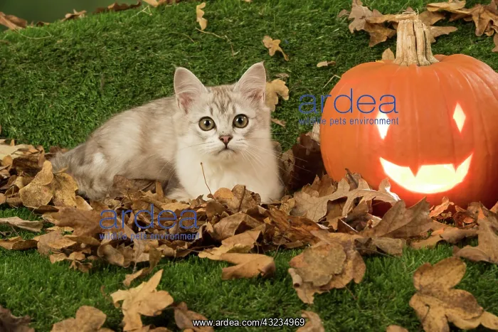  : Cat Tiffanie, Chocolate Silver, with Pumpkins