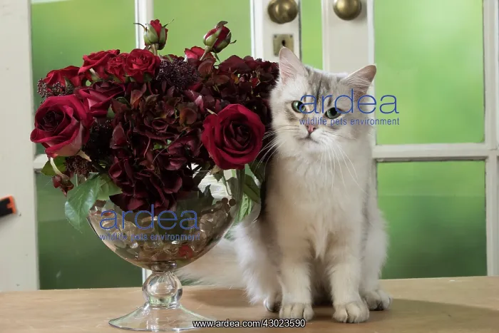  : Cat Tiffanie, Chocolate Silver, on a table with roses