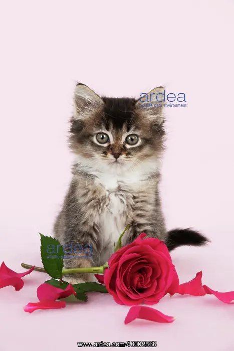 : Cat - Tiffanie kitten : Cat - Tiffanie kitten