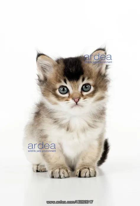  : CAT. Tiffanie kitten ( 6 weeks old ) black shaded