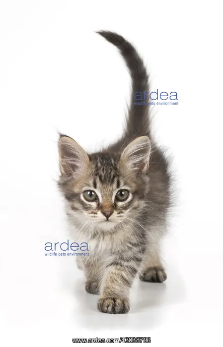: CAT. Tiffanie Kitten 7 weeks old, ( black mackeral tabby ) : CAT. Tiffanie Kitten 7 weeks old, ( black mackeral tabby )