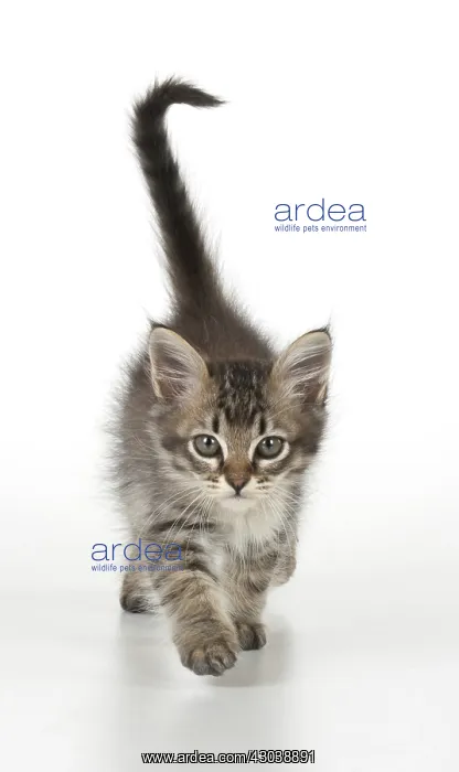 : CAT. Tiffanie Kitten 7 weeks old, ( black mackeral tabby ) : CAT. Tiffanie Kitten 7 weeks old, ( black mackeral tabby )