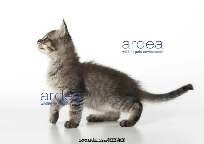 : CAT. Tiffanie Kitten 7 weeks old, ( black mackeral tabby ) : CAT. Tiffanie Kitten 7 weeks old, ( black mackeral tabby )