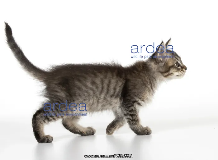 : CAT. Tiffanie Kitten 7 weeks old, ( black mackeral tabby ) : CAT. Tiffanie Kitten 7 weeks old, ( black mackeral tabby )