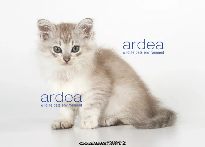 : CAT. Tiffanie kitten 7 weeks old ( chocolate silver ) : CAT. Tiffanie kitten 7 weeks old ( chocolate silver )