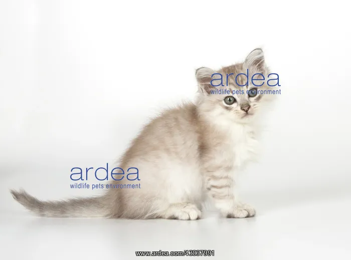 : CAT. Tiffanie kitten 7 weeks old ( chocolate silver ) : CAT. Tiffanie kitten 7 weeks old ( chocolate silver )
