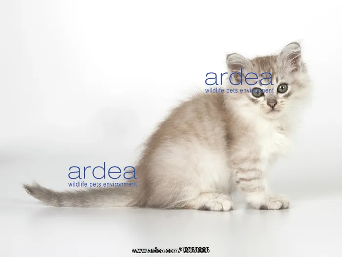  : CAT. Tiffanie kitten 7 weeks old ( chocolate silver )