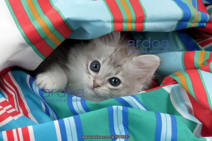 : CAT Tiffanie kitten (8 weeks old ) on colourful fabric : CAT Tiffanie kitten (8 weeks old ) on colourful fabric