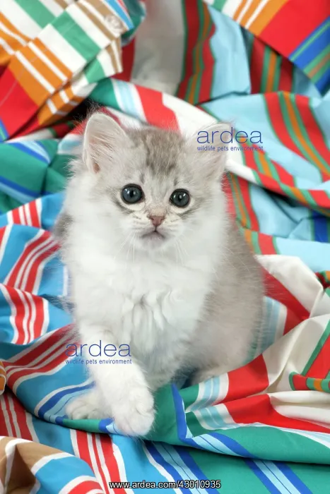: CAT Tiffanie kitten (8 weeks old ) on colourful fabric : CAT Tiffanie kitten (8 weeks old ) on colourful fabric