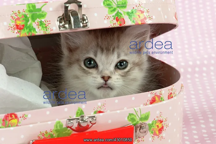 : CAT Tiffanie kitten (8 weeks old ) with a pink case : CAT Tiffanie kitten (8 weeks old ) with a pink case