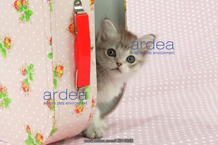 : CAT Tiffanie kitten (8 weeks old ) with a pink case : CAT Tiffanie kitten (8 weeks old ) with a pink case