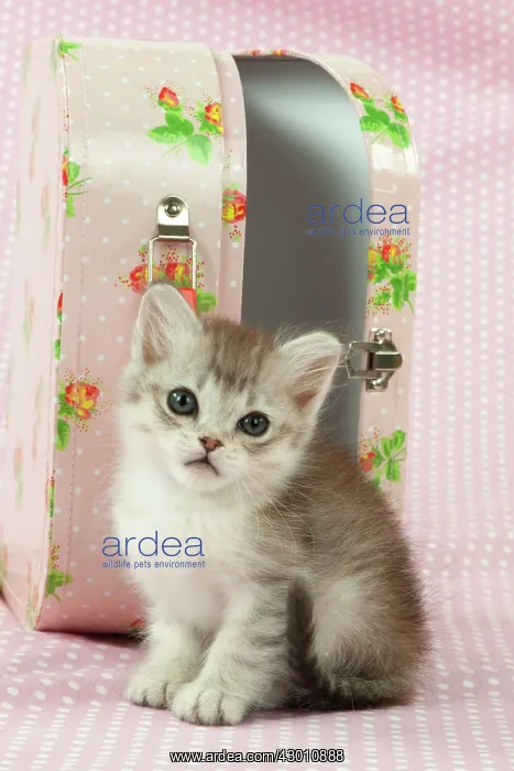 : CAT Tiffanie kitten (8 weeks old ) with a pink case : CAT Tiffanie kitten (8 weeks old ) with a pink case