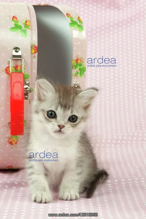 : CAT Tiffanie kitten (8 weeks old ) with a pink case : CAT Tiffanie kitten (8 weeks old ) with a pink case