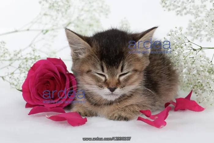 : CAT - Tiffanie kitten asleep with pink rose surrounded : CAT - Tiffanie kitten asleep with pink rose surrounded