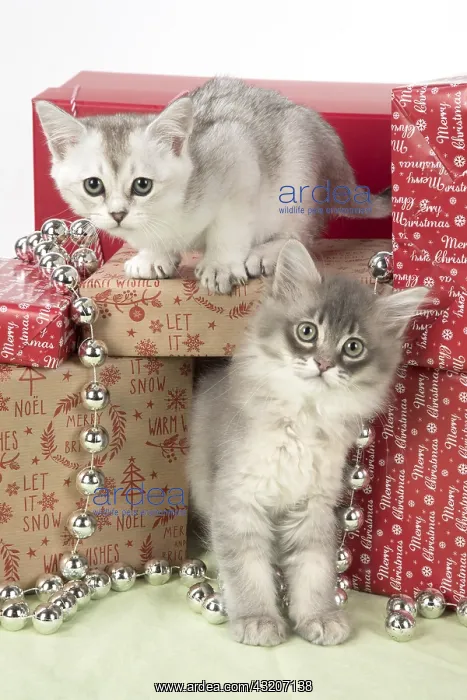 : CAT. Tiffanie kitten( blue shaded ) in Christmas : CAT. Tiffanie kitten( blue shaded ) in Christmas