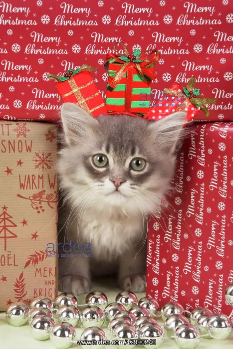 : CAT. Tiffanie kitten( blue shaded ) in Christmas setting : CAT. Tiffanie kitten( blue shaded ) in Christmas setting