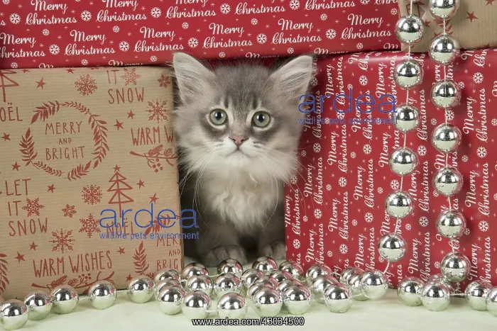: CAT. Tiffanie kitten( blue shaded ) in Christmas setting : CAT. Tiffanie kitten( blue shaded ) in Christmas setting