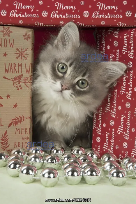 : CAT. Tiffanie kitten( blue shaded ) in Christmas setting : CAT. Tiffanie kitten( blue shaded ) in Christmas setting