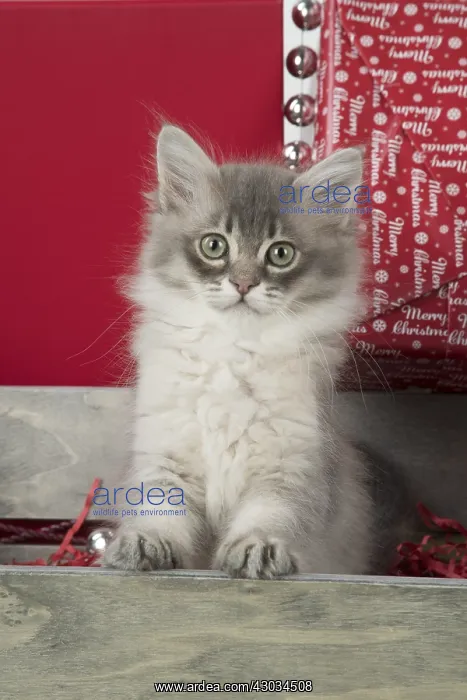 : CAT. Tiffanie kitten( blue shaded ) in Christmas setting : CAT. Tiffanie kitten( blue shaded ) in Christmas setting