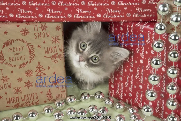 : CAT. Tiffanie kitten( blue shaded ) in Christmas setting : CAT. Tiffanie kitten( blue shaded ) in Christmas setting