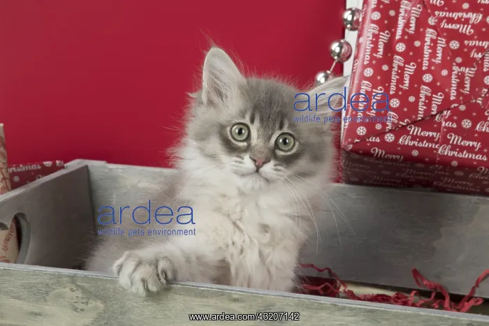 : CAT. Tiffanie kitten( blue shaded ) in Christmas setting : CAT. Tiffanie kitten( blue shaded ) in Christmas setting