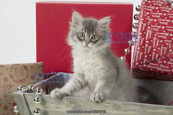 : CAT. Tiffanie kitten( blue shaded ) in Christmas setting : CAT. Tiffanie kitten( blue shaded ) in Christmas setting