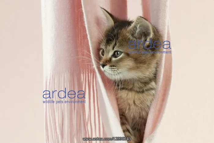 : CAT - Tiffanie kitten sitting in pink blanket hammock : CAT - Tiffanie kitten sitting in pink blanket hammock