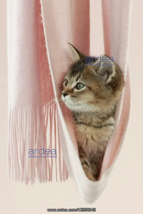 : CAT - Tiffanie kitten sitting in pink blanket hammock : CAT - Tiffanie kitten sitting in pink blanket hammock