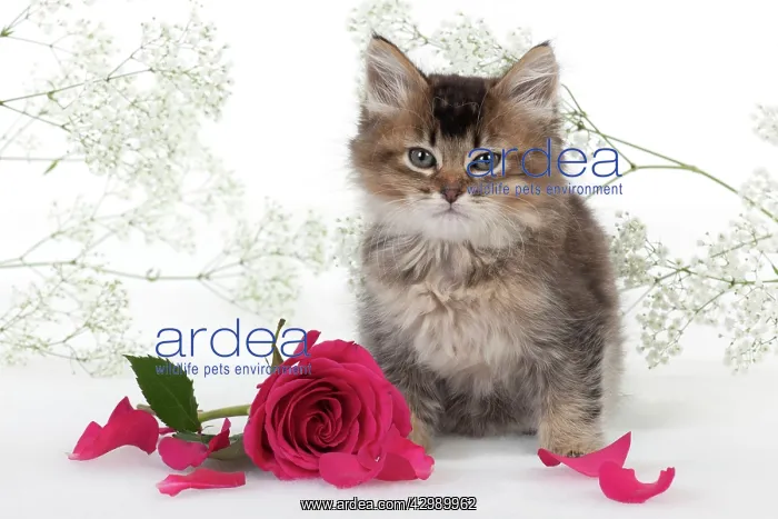 : CAT - Tiffanie kitten sitting with pink rose surrounded : CAT - Tiffanie kitten sitting with pink rose surrounded